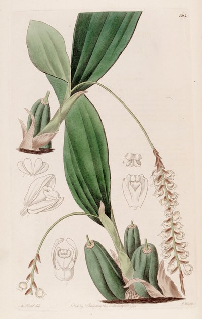Illustration of Pholidota imbricata by Jams  Watts
